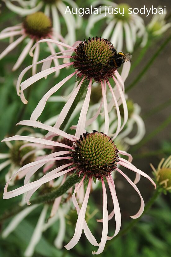 Ežiuolė blyškioji (Echinacea pallida) 'Hula Dancer'
